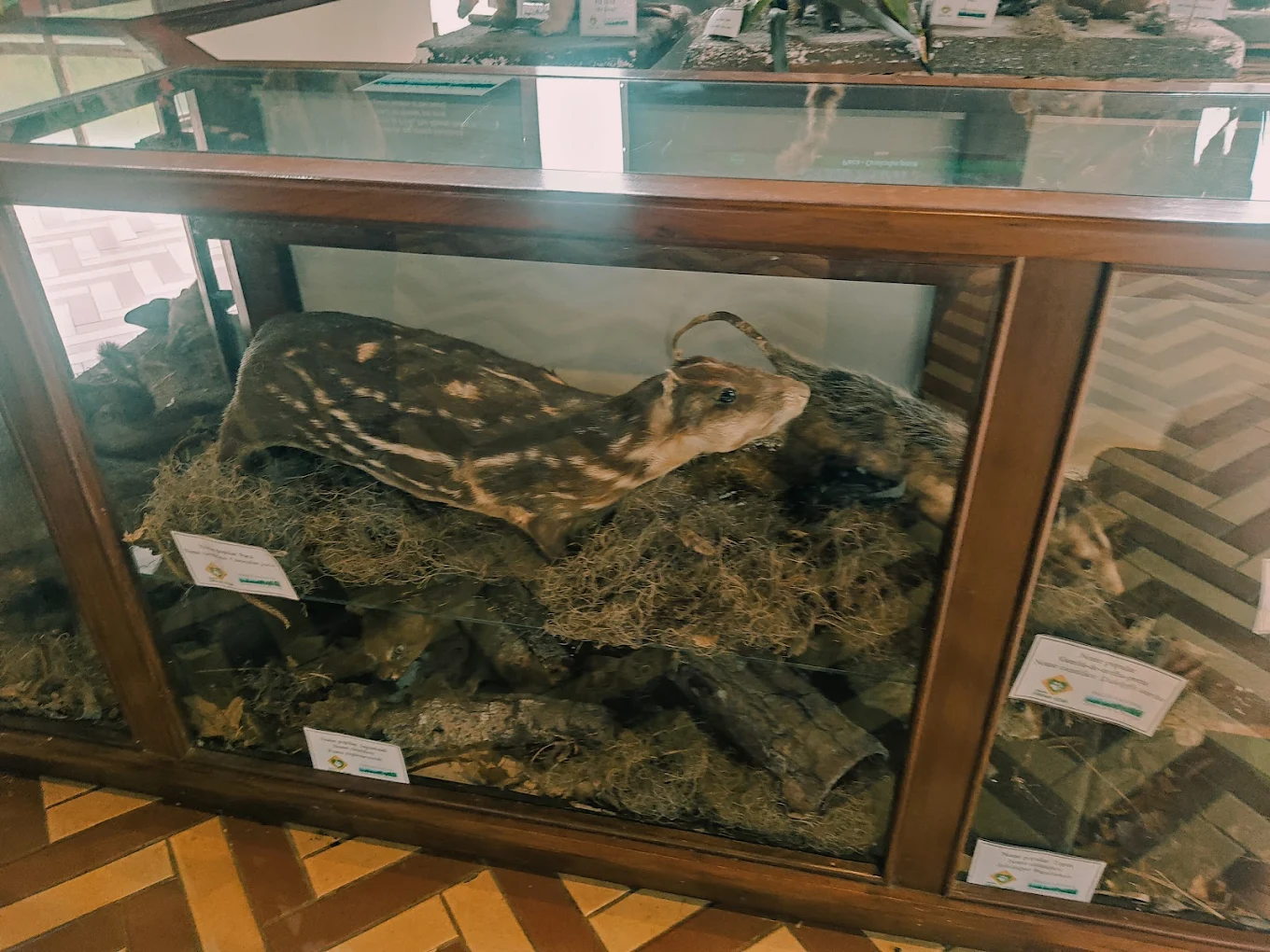 museu